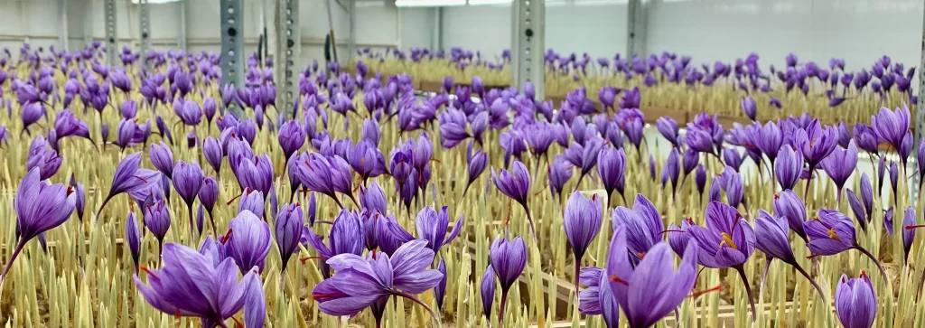 Saffron in Aeroponics