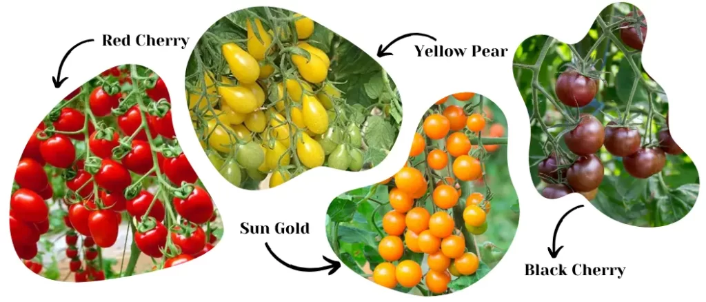 how to grow cherry tomatoes