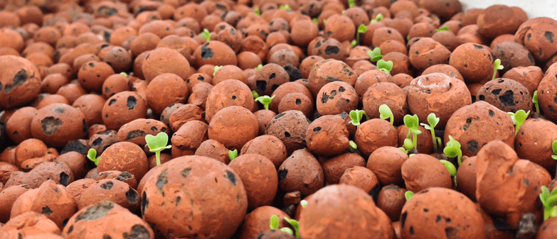 clay in hydroponic system