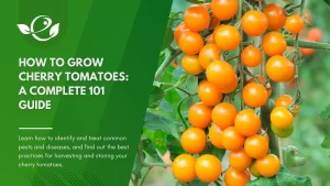 how to grow cherry tomatoes