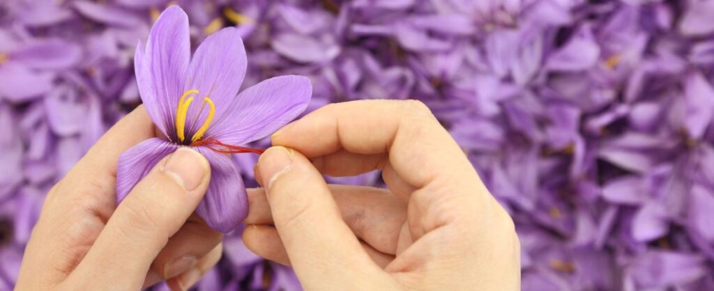 saffron harvesting