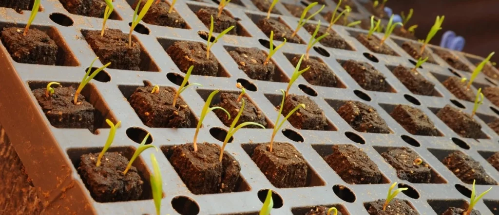 hydroponic spinach