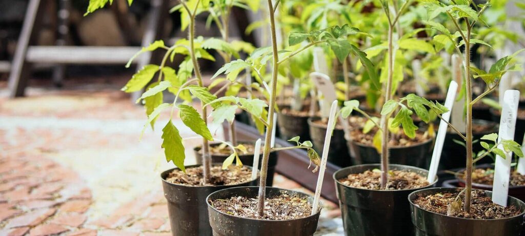 Planting Cherry Tomatoes