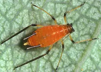 Aphid on leaf05