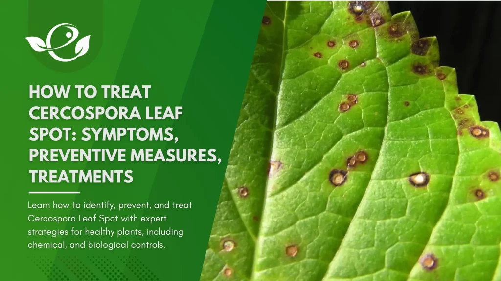 How to Treat Cercospora Leaf Spot: Prevention Strategies