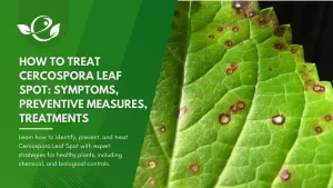 cercospora leaf spot treatment