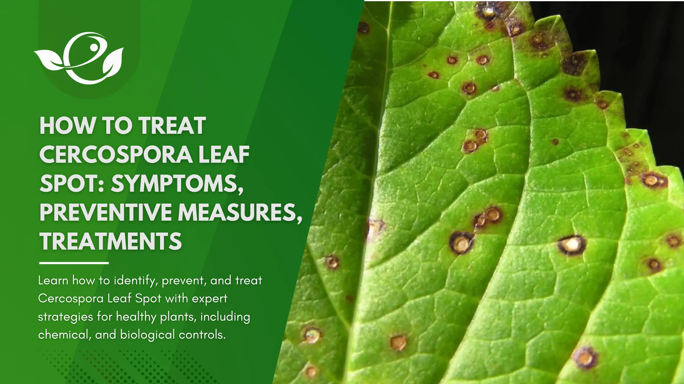 cercospora leaf spot treatment