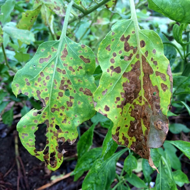 Cercospora Leaf Spot 2