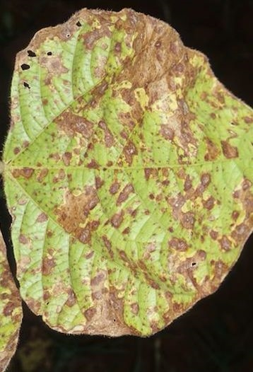 Cercospora Leaf Spot symptoms