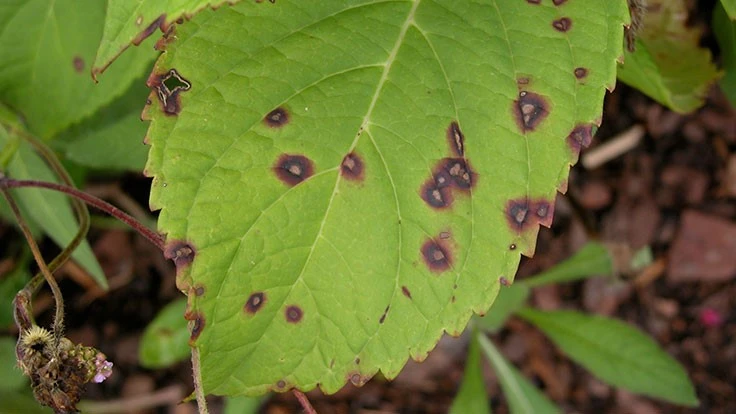 Cercospora Leaf Spot