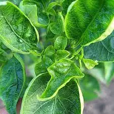 Chilli Leaf Curl Virus