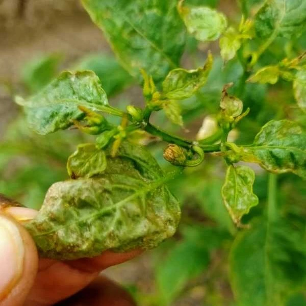 Control Chilli Leaf Curl Virus