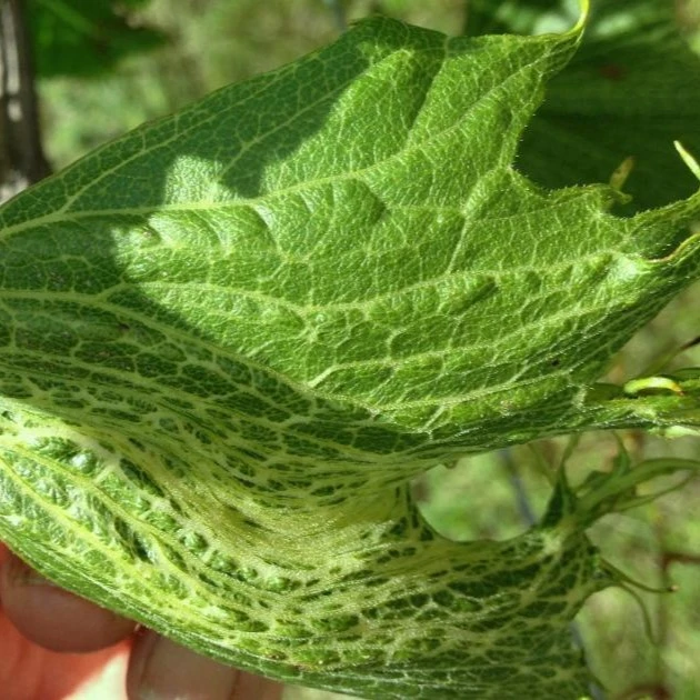 Herbicide Damage leaves