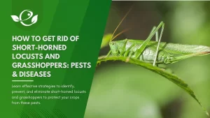 How to Get Rid of Short-horned Locusts and Grasshoppers