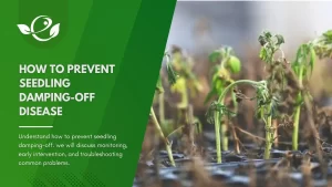 How-to-Prevent-Seedling-Damping-off-Disease