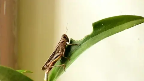 Locusts and Grasshoppers