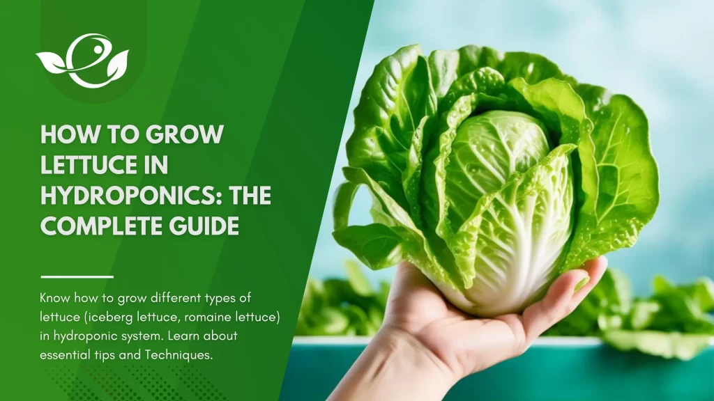 How to grow lettuce in Hydroponics: The Complete Guide