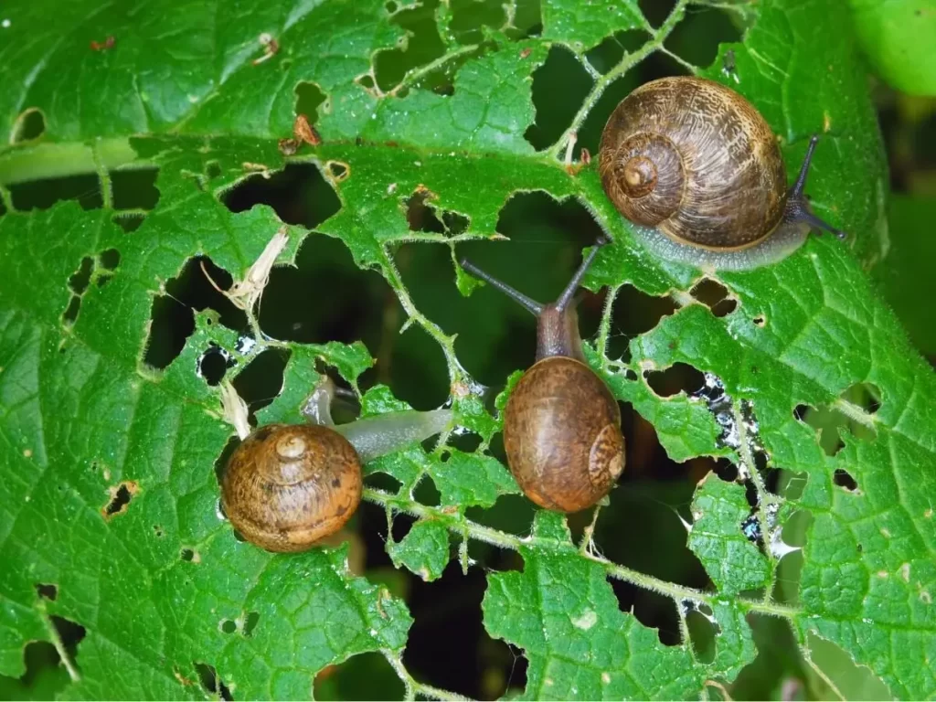 Irregular Holes in Leaves 1