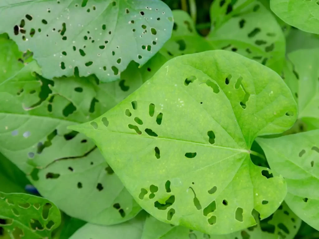 Irregular Holes in Leaves 2