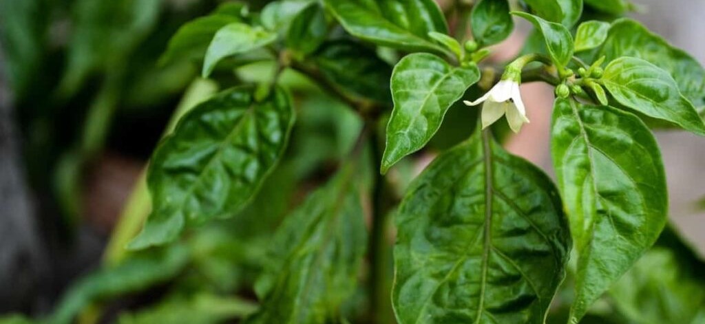 Chilli Leaf Curl