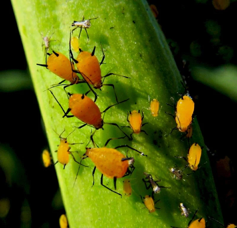 Milkweed or oleander aphid Aphis nerii