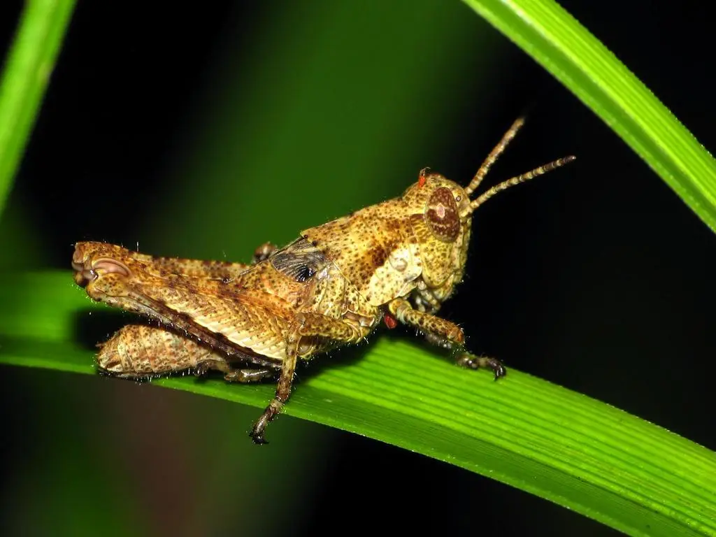 Short-horned Locusts