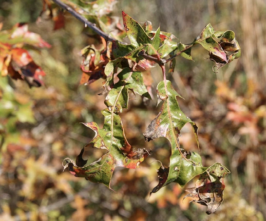 Symptoms of Herbicide Injury