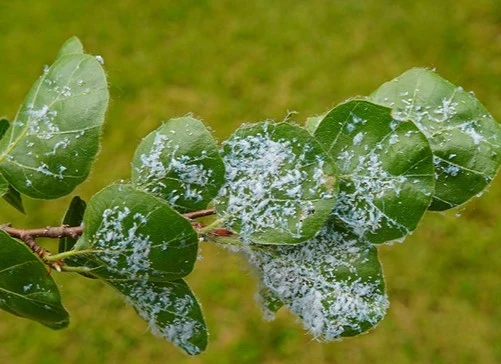 Woolly Beech Leaf Aphid