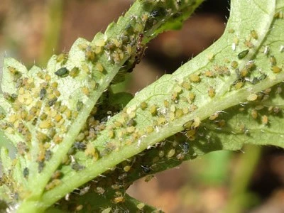 how to get rid of aphids