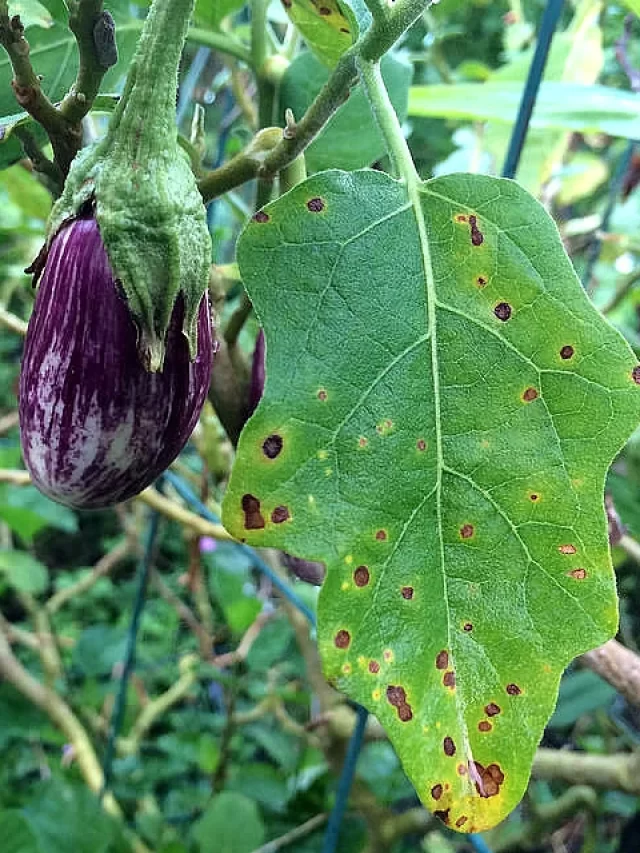 cercospora leaf spot