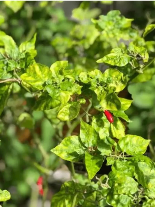 Symptoms of Chilli Leaf Curl Virus - Envirevo Agritech