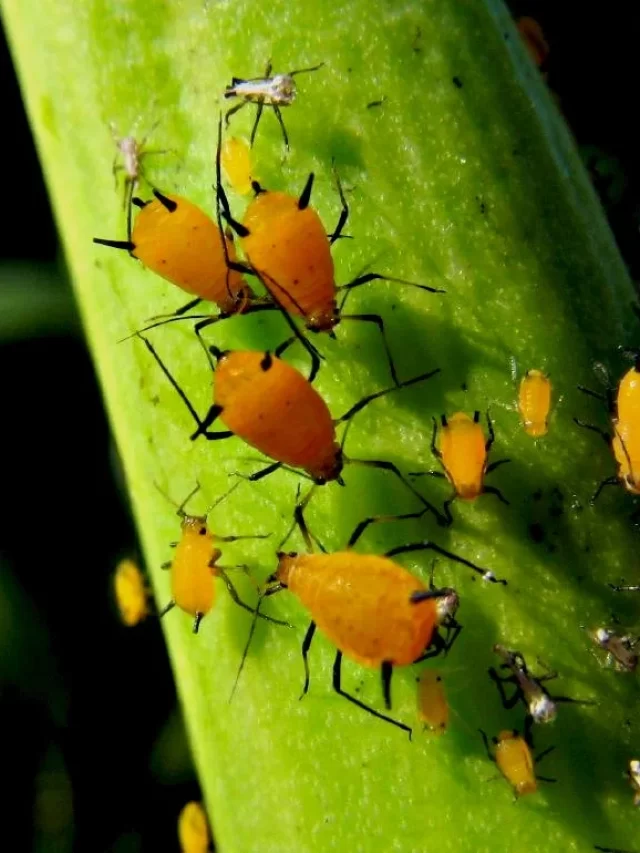 Milkweed aphid