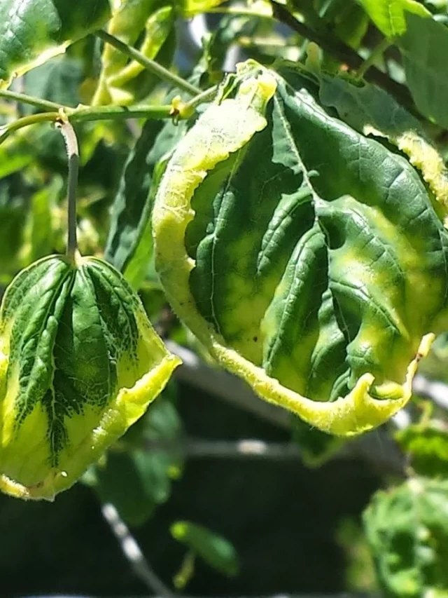 Herbicide Damage