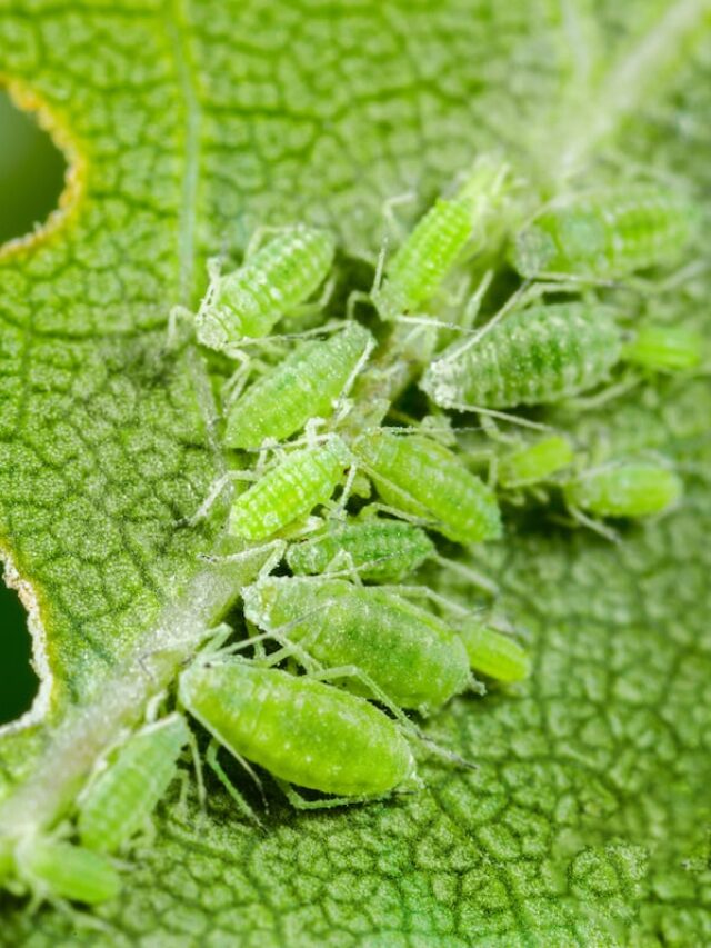 aphids-eating-leaf