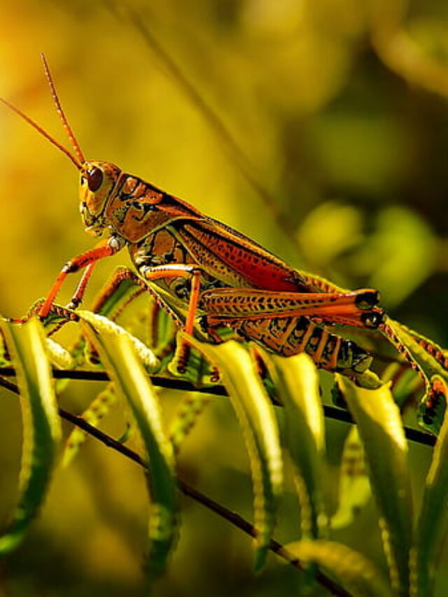 grasshopper-insect