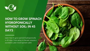 hydroponic spinach