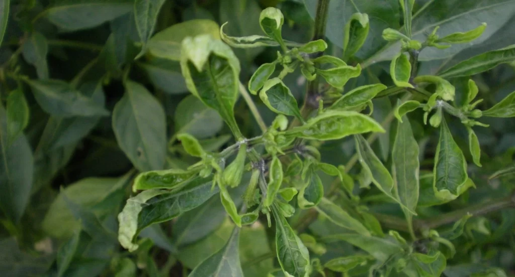 chilli leaf curl virus chemical control