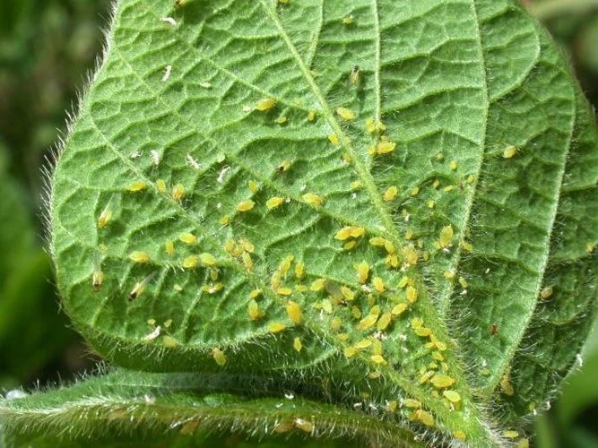 how to get rid of aphids