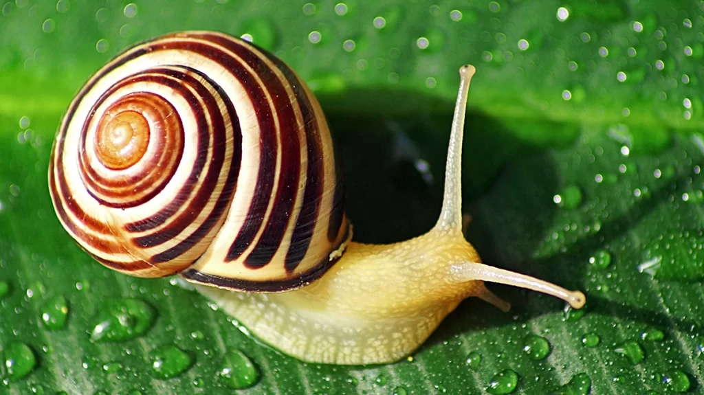 snail shell