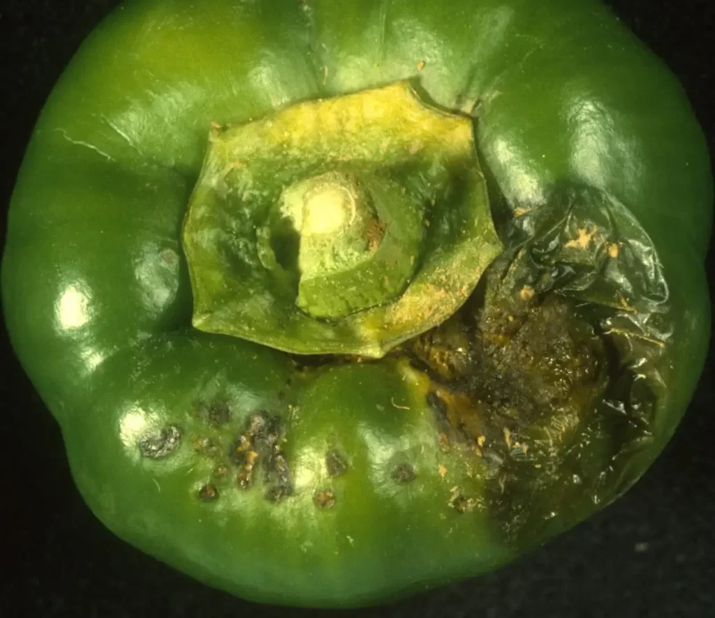 Bacterial leaf spot Pepper Fruit 1988 scanned slide cropped 3119edeb5b074070