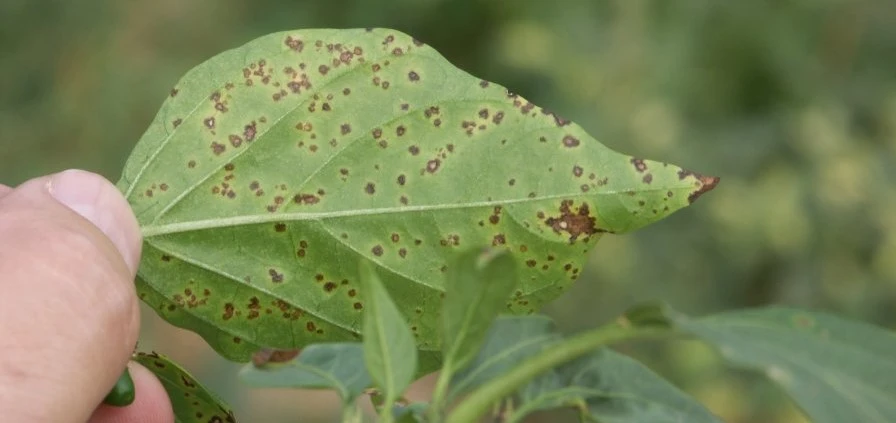 Bacterial leaf spot