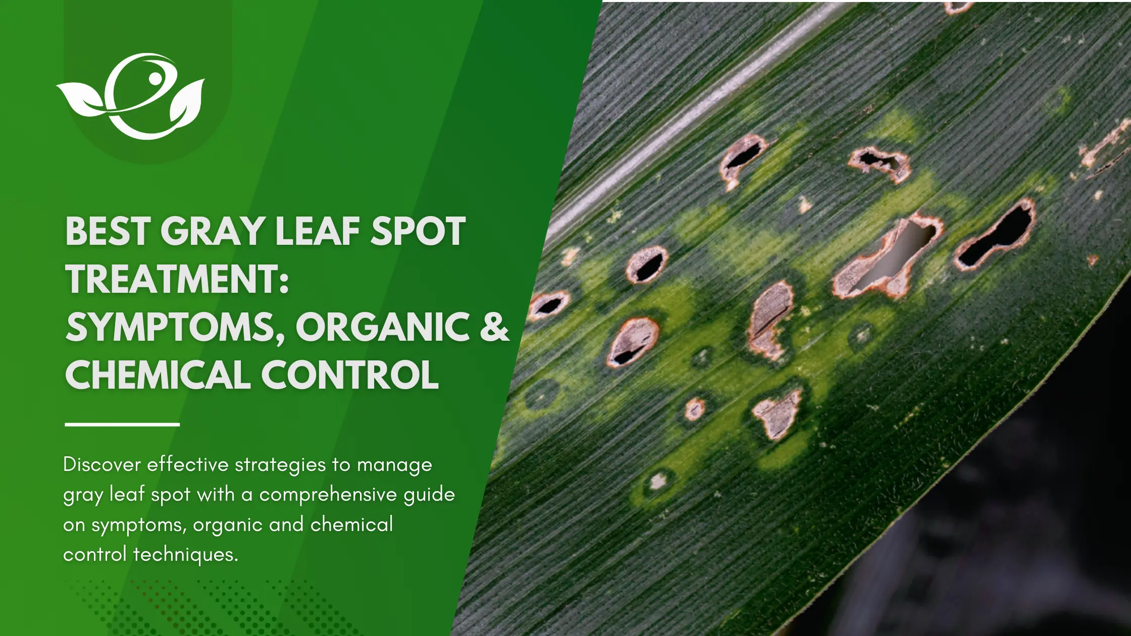 Best gray leaf spot treatment