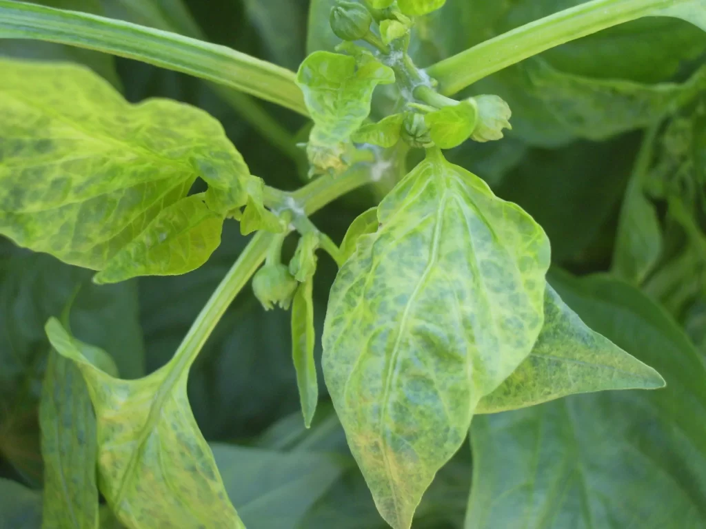 CMV capsicum carnarvon