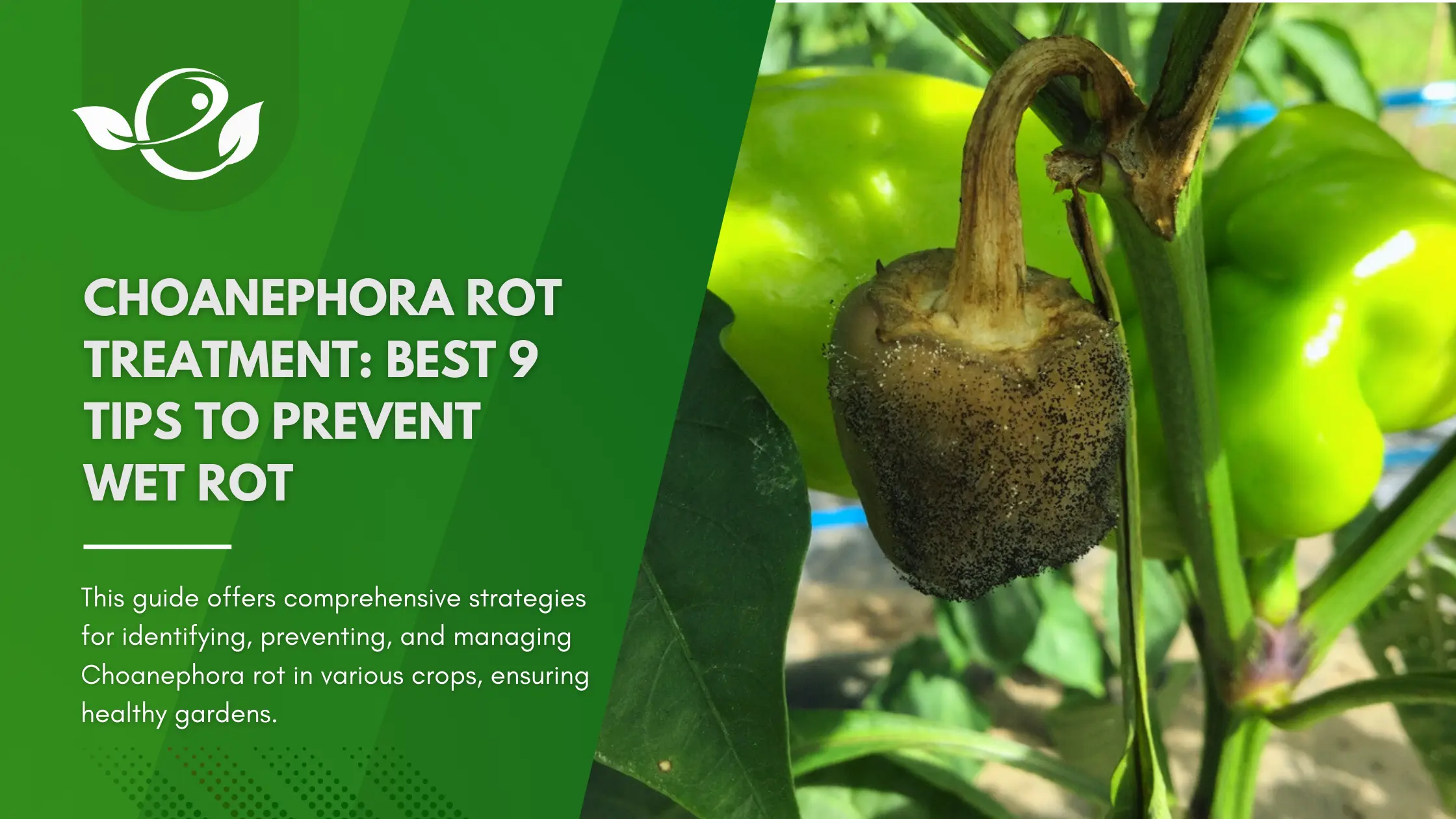 Choanephora rot treatment