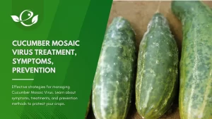 Cucumber mosaic virus treatment