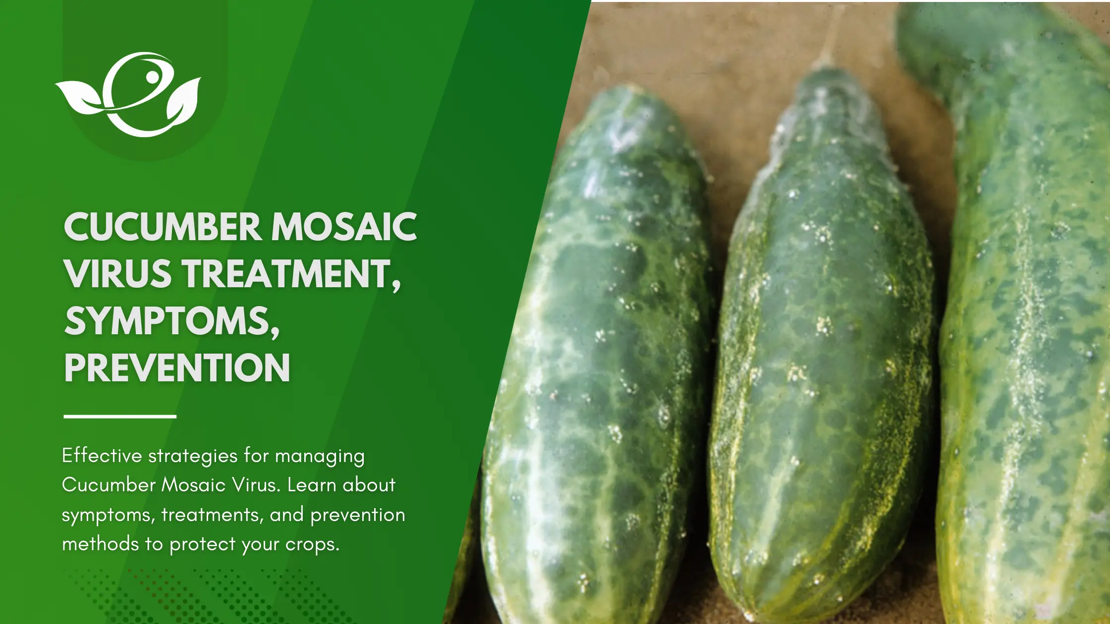 Cucumber mosaic virus treatment