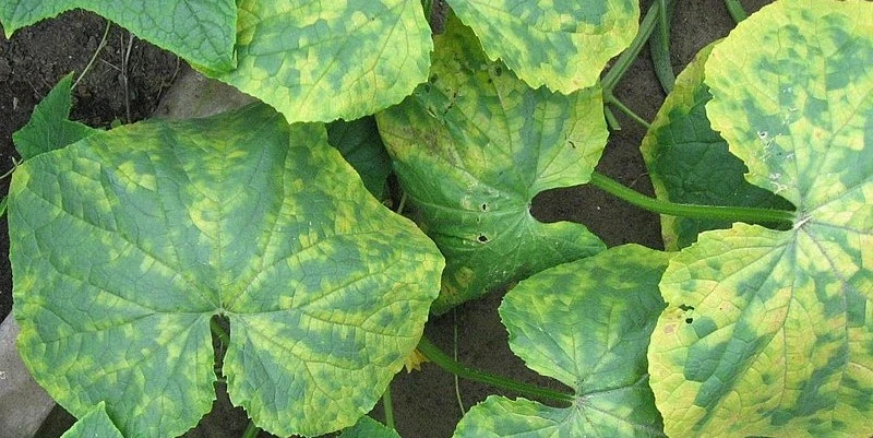 Cucumber mosaic virus treatment