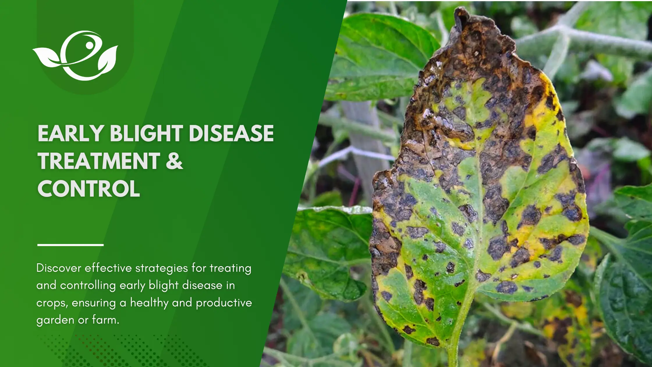 Early Blight Disease Treatment & Control