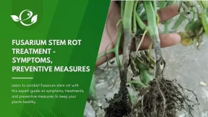 Fusarium stem rot treatment