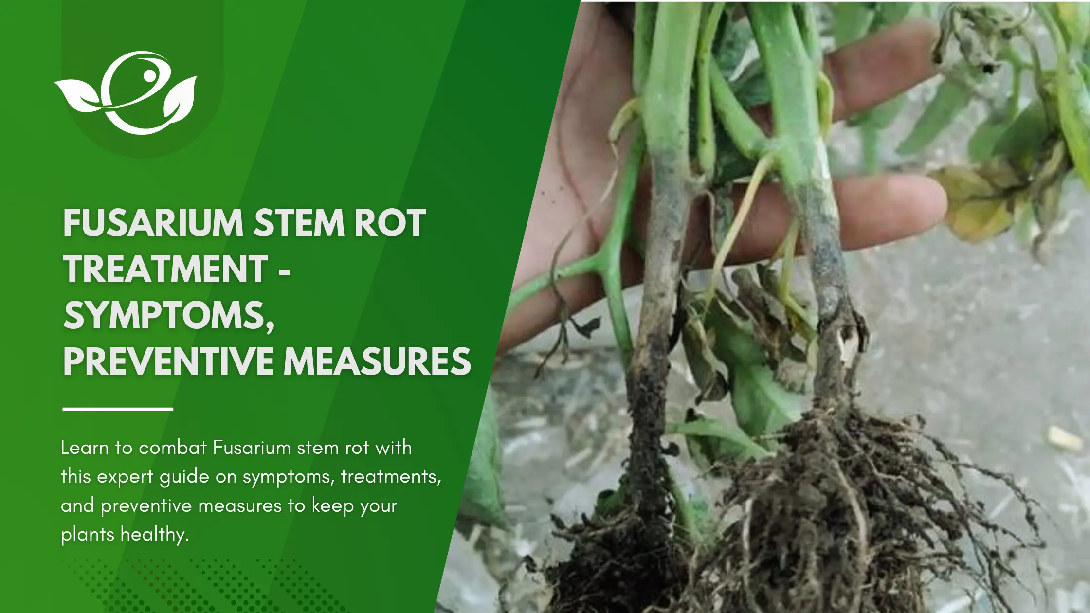 Fusarium stem rot treatment